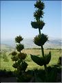 Gentiana-lutea6705