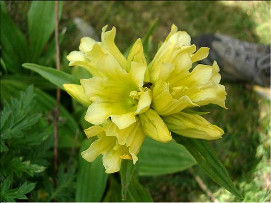 Gentiana-x-marcailhouana679