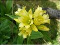 Gentiana-x-marcailhouana679