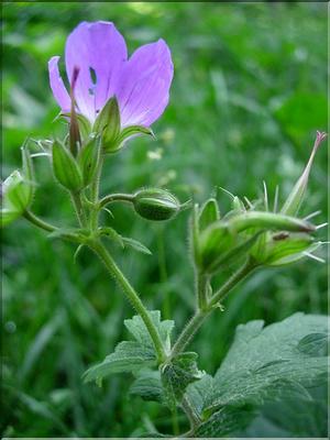 Geranium-sylvaticum6736