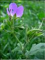 Geranium-sylvaticum6736