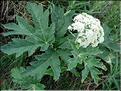 heracleumSpondylium6700