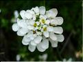 iberisSempervirens6813