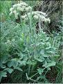 Laserpitium-latifolium6696