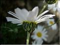 leucanthemopsisAlpina6811