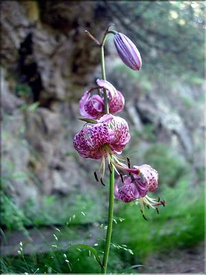 Lilium-martagon6731