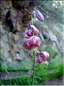 Lilium-martagon6731