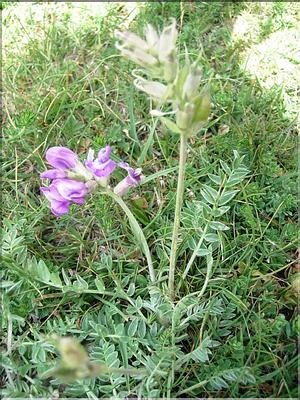oxytropisHalleri6825