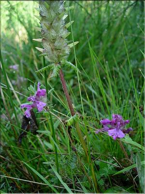 Pedicularis-verticillata670