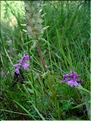 Pedicularis-verticillata670