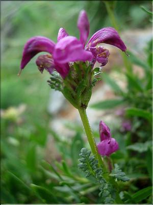 pedicularisPyrenaica6821