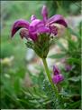 pedicularisPyrenaica6821
