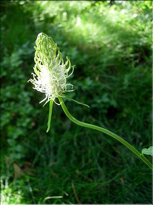 Phyteuma-spicatum6723