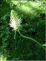 Phyteuma-spicatum6723