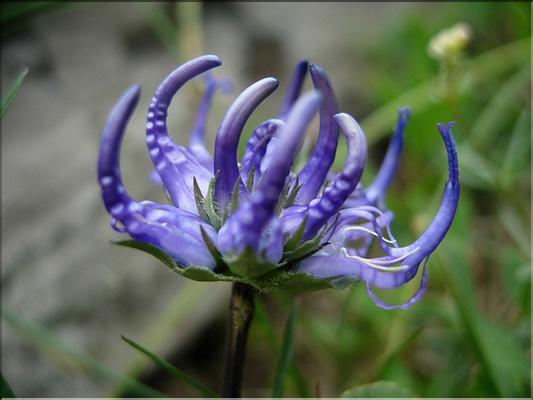 phyteumaOrbiculare6822