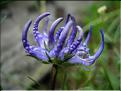 phyteumaOrbiculare6822