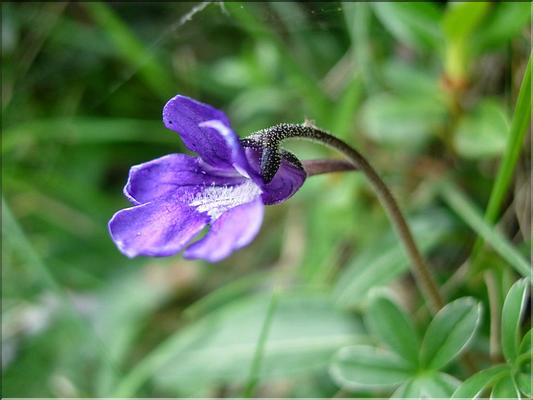 pinguiculaGrandiflora6779