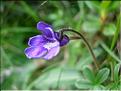 pinguiculaGrandiflora6779