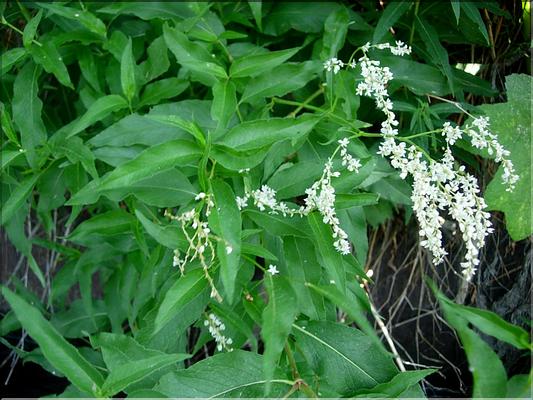 Polygonum-alpinum6734