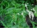 Polygonum-alpinum6734