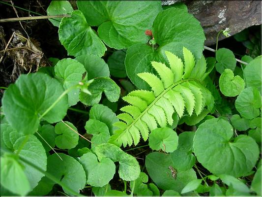 polystichumLonchitis6784