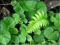 polystichumLonchitis6784