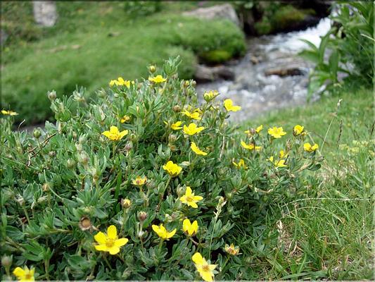 potentillaFruticosa6849