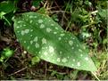 pulmonariaLongifolia6886