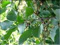 Rhamnus-alpina6732