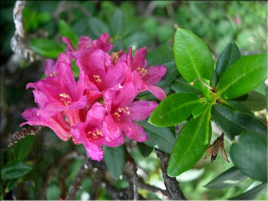Rhododendron-ferrugineum680