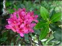 Rhododendron-ferrugineum680