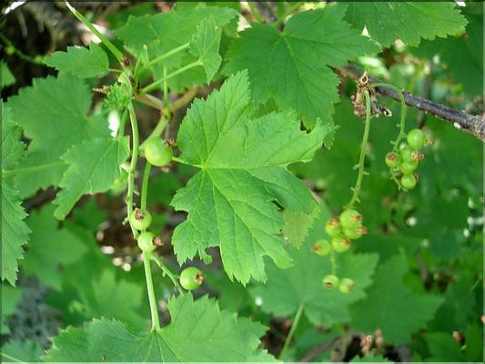 Ribes_petraeum6751