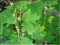 Ribes_petraeum6751