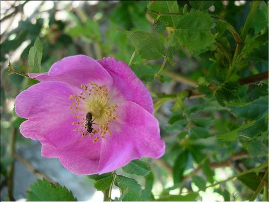 rosaPendulina6754