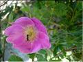 rosaPendulina6754