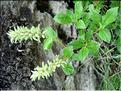 salixPyrenaica_femelle6873