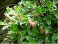 salixPyrenaica_male6872