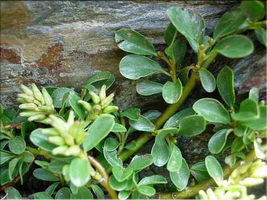 salixRetusa_femelle6868