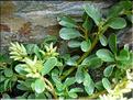 salixRetusa_femelle6868