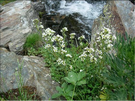 Saxifraga-aquatica6809