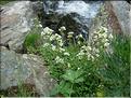 Saxifraga-aquatica6809