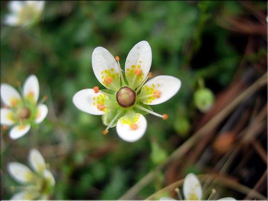 saxifragaBryoides6890