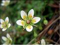 saxifragaBryoides6890