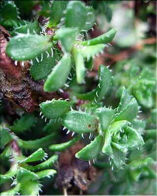 saxifragaOppositifolia6871