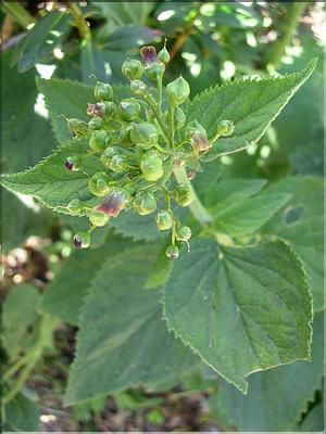 scrophulariaAlpestris6752