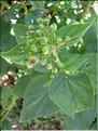 scrophulariaAlpestris6752
