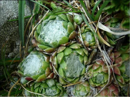 sempervivumArachnoideum6858