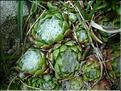 sempervivumArachnoideum6858