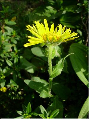 SenecioDoronicum6814