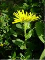 SenecioDoronicum6814